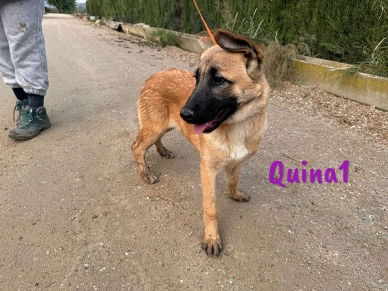 Quina1 06/2024 (ESP) - bezaubernde, aufgeschlossene & soziale Schäferhund-Mix Welpin!
