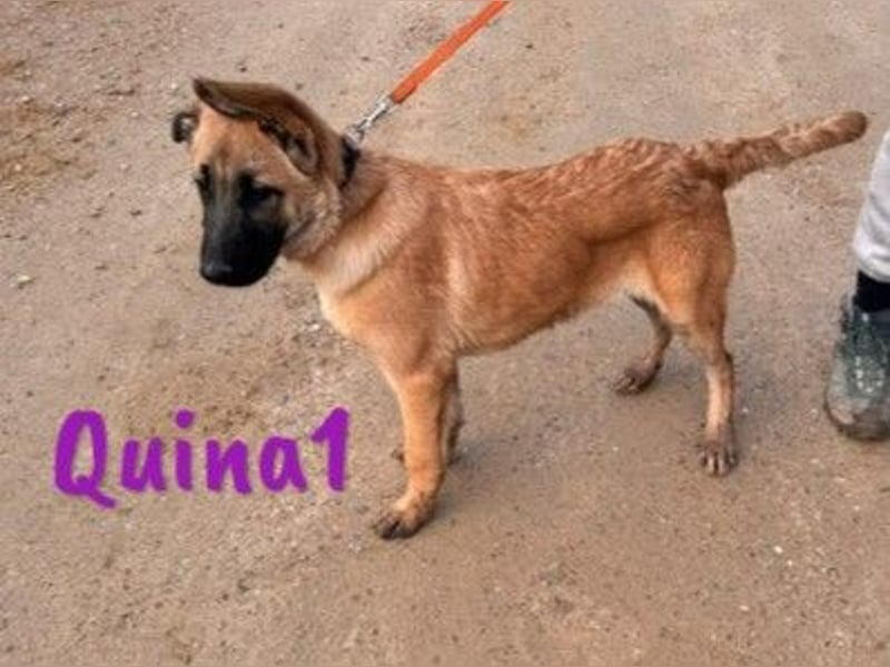 Quina1 06/2024 (ESP) - bezaubernde, aufgeschlossene & soziale Schäferhund-Mix Welpin!