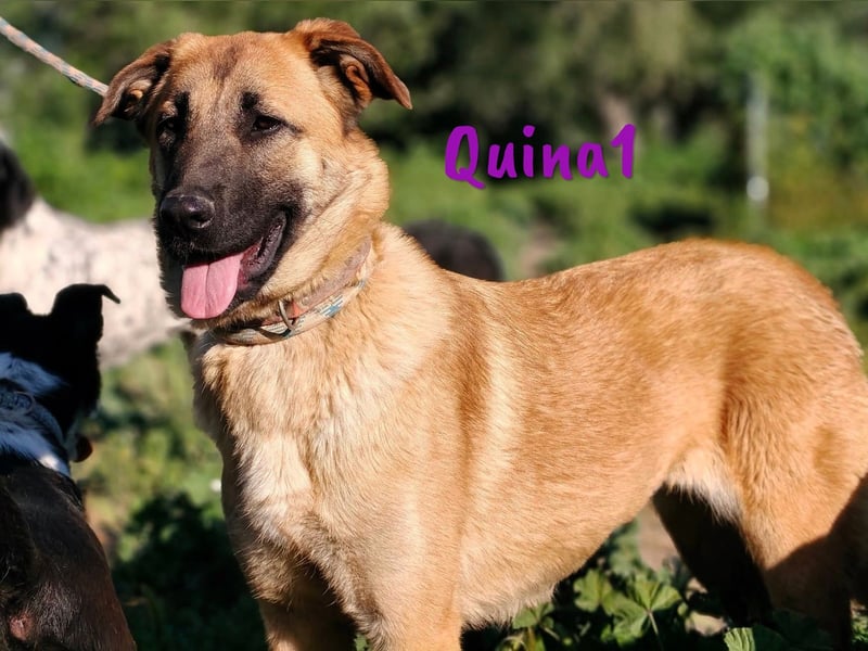 Quina1 06/2024 (ESP) - bezaubernde, aufgeschlossene & soziale Schäferhund-Mix Welpin!