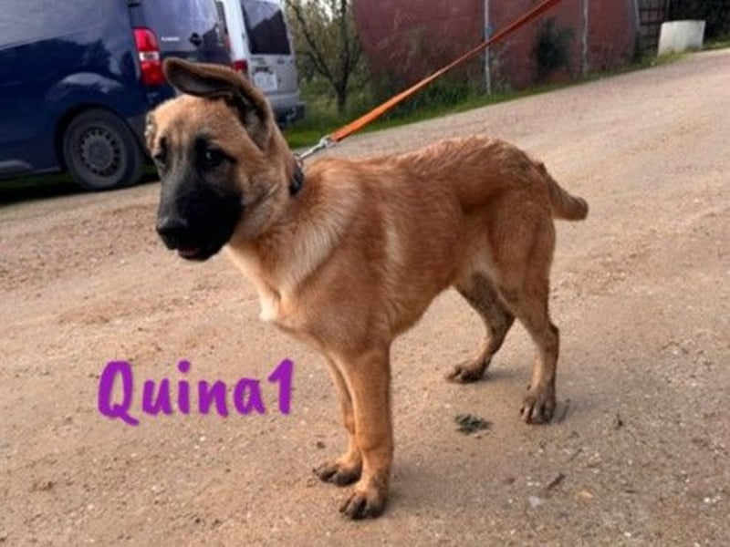 Quina1 06/2024 (ESP) - bezaubernde, aufgeschlossene & soziale Schäferhund-Mix Welpin!