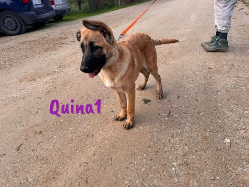 Quina1 06/2024 (ESP) - bezaubernde, aufgeschlossene & soziale Schäferhund-Mix Welpin!
