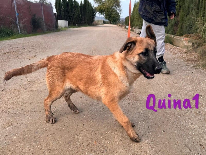 Quina1 06/2024 (ESP) - bezaubernde, aufgeschlossene & soziale Schäferhund-Mix Welpin!