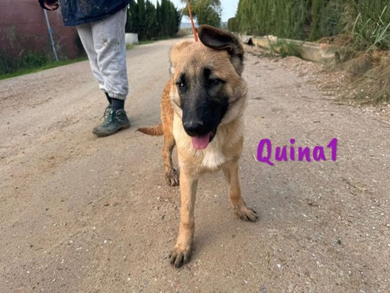 Quina1 06/2024 (ESP) - bezaubernde, aufgeschlossene & soziale Schäferhund-Mix Welpin!