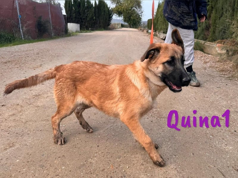 Quina1 06/2024 (ESP) - bezaubernde, aufgeschlossene & soziale Schäferhund-Mix Welpin!