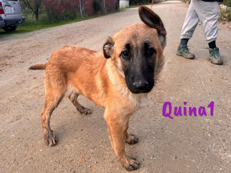 Quina1 06/2024 (ESP) - bezaubernde, aufgeschlossene & soziale Schäferhund-Mix Welpin!