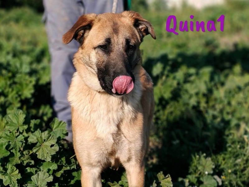 Quina1 06/2024 (ESP) - bezaubernde, aufgeschlossene & soziale Schäferhund-Mix Welpin!