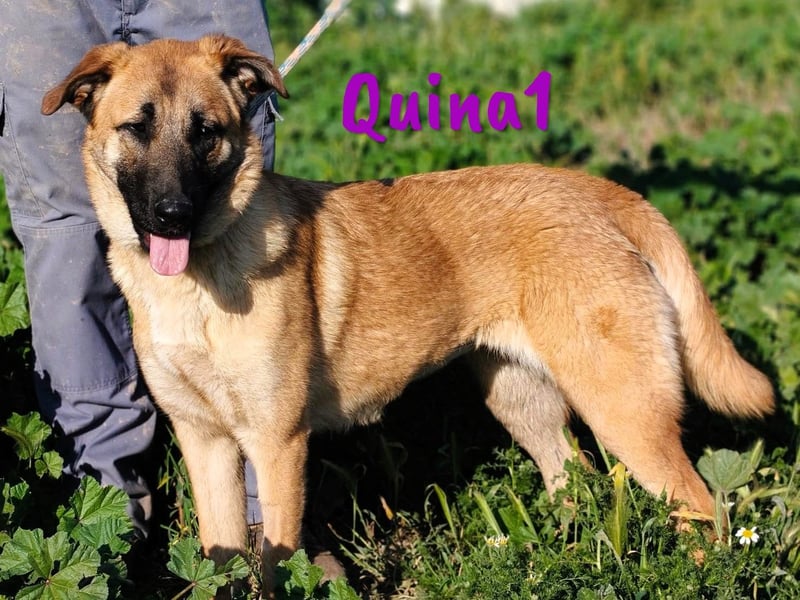 Quina1 06/2024 (ESP) - bezaubernde, aufgeschlossene & soziale Schäferhund-Mix Welpin!