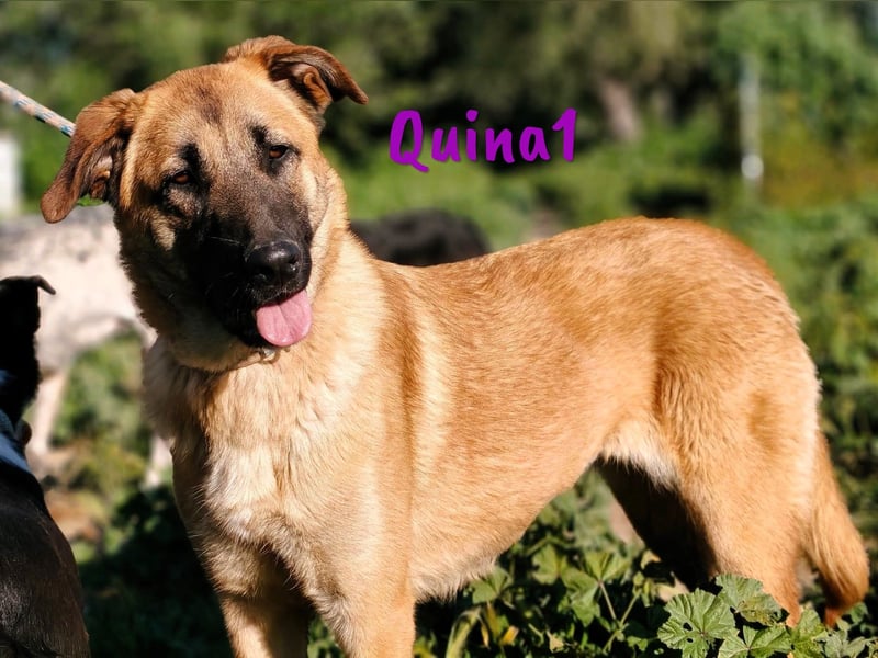 Quina1 06/2024 (ESP) - bezaubernde, aufgeschlossene & soziale Schäferhund-Mix Welpin!