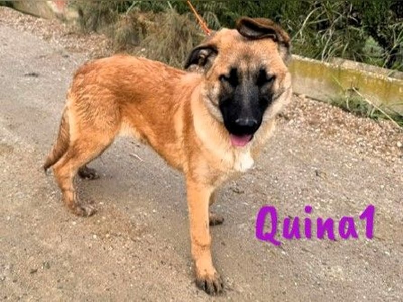 Quina1 06/2024 (ESP) - bezaubernde, aufgeschlossene & soziale Schäferhund-Mix Welpin!