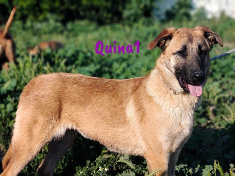 Quina1 06/2024 (ESP) - bezaubernde, aufgeschlossene & soziale Schäferhund-Mix Welpin!