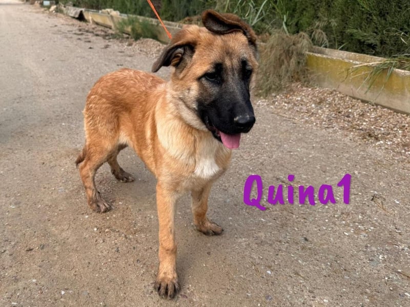 Quina1 06/2024 (ESP) - bezaubernde, aufgeschlossene & soziale Schäferhund-Mix Welpin!