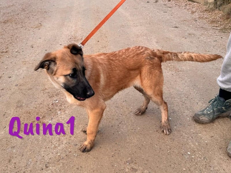Quina1 06/2024 (ESP) - bezaubernde, aufgeschlossene & soziale Schäferhund-Mix Welpin!