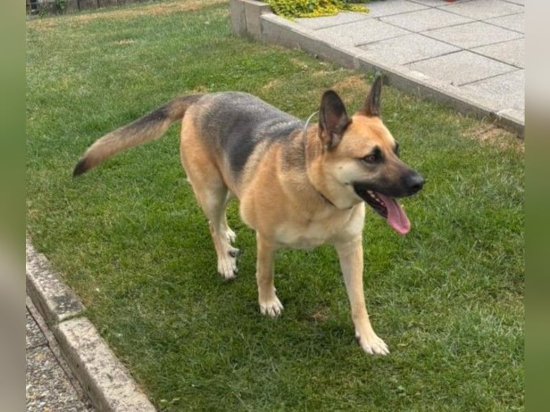 Gipsy wartet in 73460 Hüttlingen auf Besuch