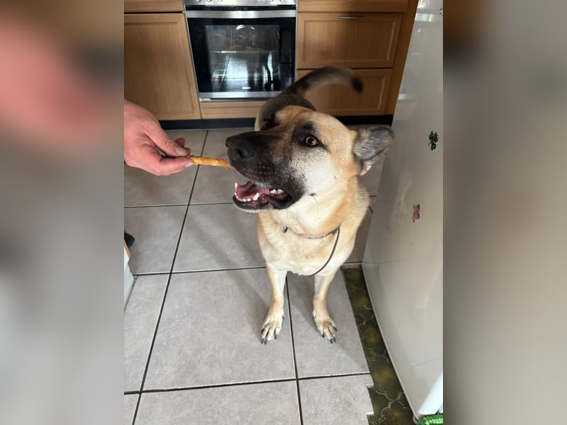 Gipsy wartet in 73460 Hüttlingen auf Besuch