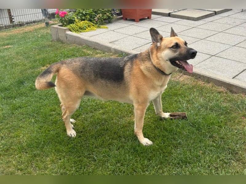 Gipsy wartet in 73460 Hüttlingen auf Besuch