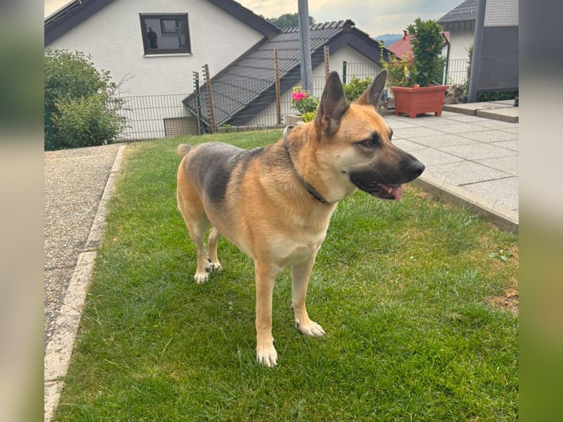 Gipsy wartet in 73460 Hüttlingen auf Besuch