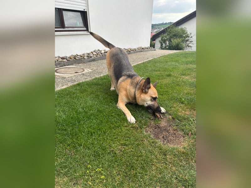 Gipsy wartet in 73460 Hüttlingen auf Besuch