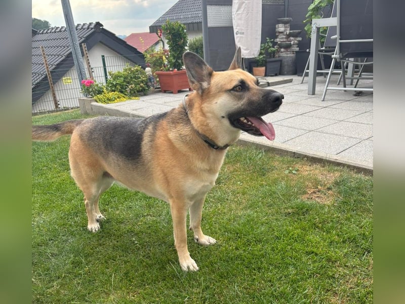 Gipsy wartet in 73460 Hüttlingen auf Besuch