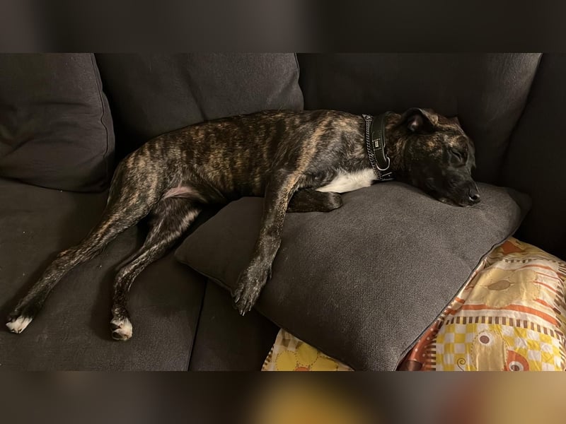  Schäferhund–Cane Corso Mix sucht erfahrenes Zuhause (ohne Kinder)