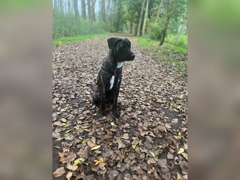  Schäferhund–Cane Corso Mix sucht erfahrenes Zuhause (ohne Kinder)