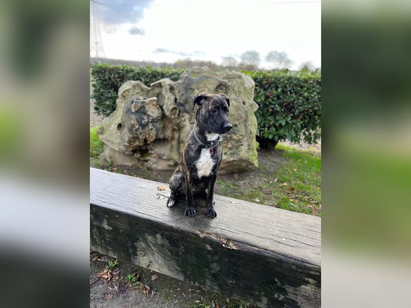  Schäferhund–Cane Corso Mix sucht erfahrenes Zuhause (ohne Kinder)