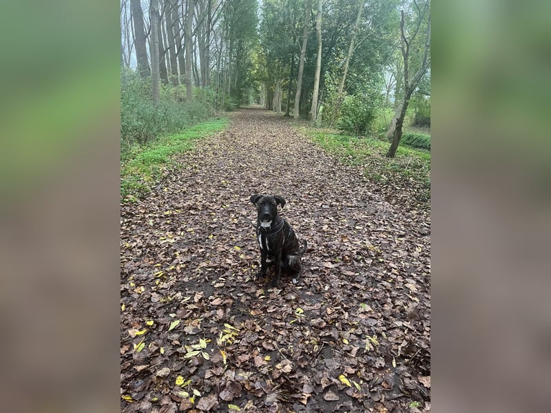  Schäferhund–Cane Corso Mix sucht erfahrenes Zuhause (ohne Kinder)