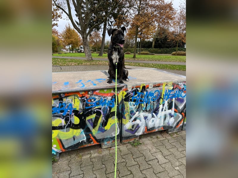  Schäferhund–Cane Corso Mix sucht erfahrenes Zuhause (ohne Kinder)
