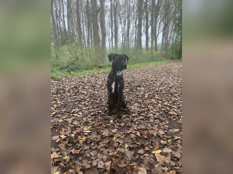  Schäferhund–Cane Corso Mix sucht erfahrenes Zuhause (ohne Kinder)