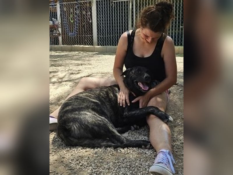 Judit , eine soziale und freundliche Taumhündin