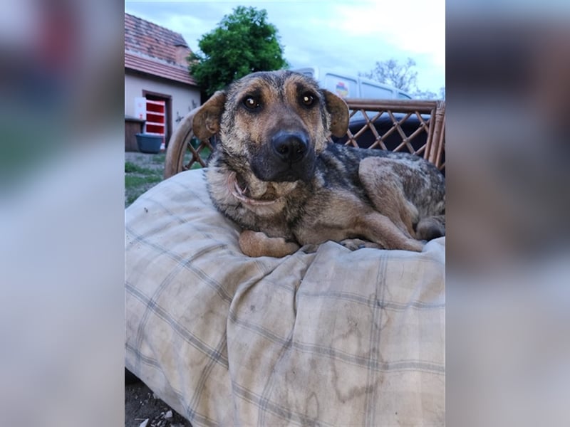 Gréti-VI, junge Mama wünscht sich ein Zuhause