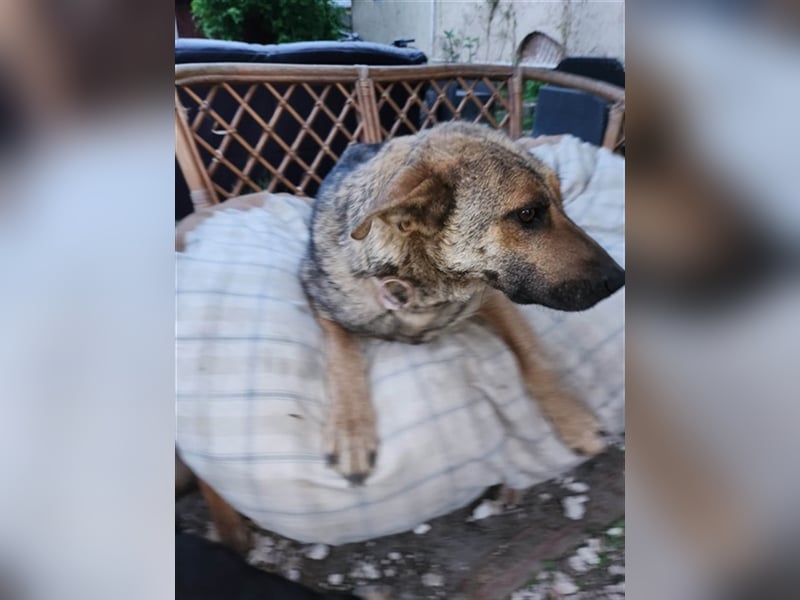 Gréti-VI, junge Mama wünscht sich ein Zuhause
