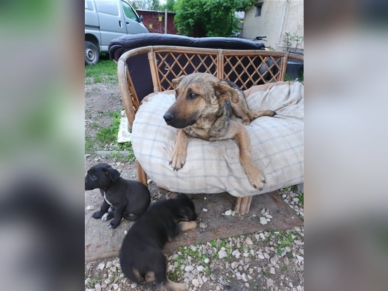 Gréti-VI, junge Mama wünscht sich ein Zuhause