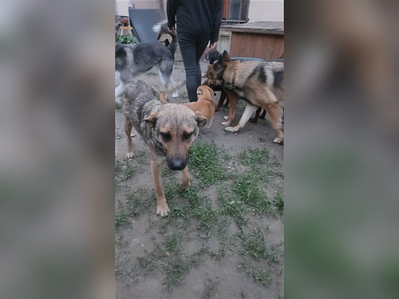 Gréti-VI, junge Mama wünscht sich ein Zuhause