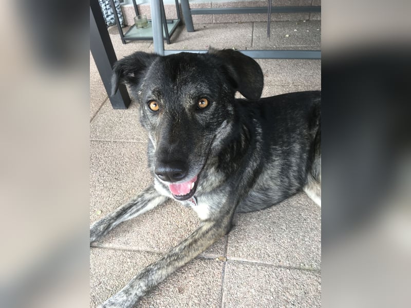 Elfie, Schäferhund-Mix, lieb und verträglich