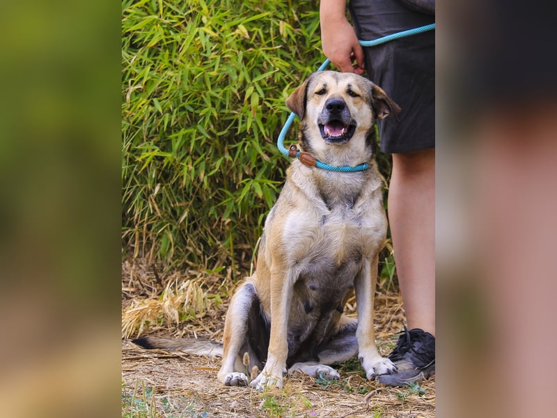Mya, Mix Schäferhund / Rafeiro Alentejano, lieb und sozial