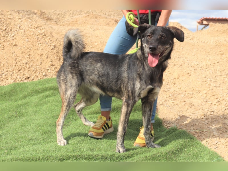 Elfie, Schäferhund-Mix, lieb und verträglich