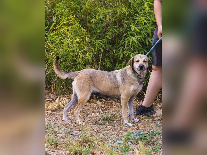 Mya, Mix Schäferhund / Rafeiro Alentejano, lieb und sozial