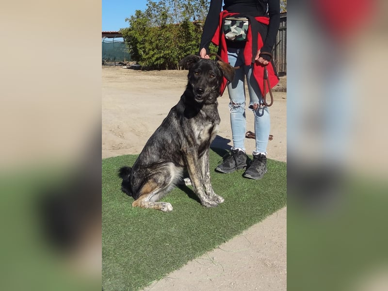 Elfie, Schäferhund-Mix, lieb und verträglich