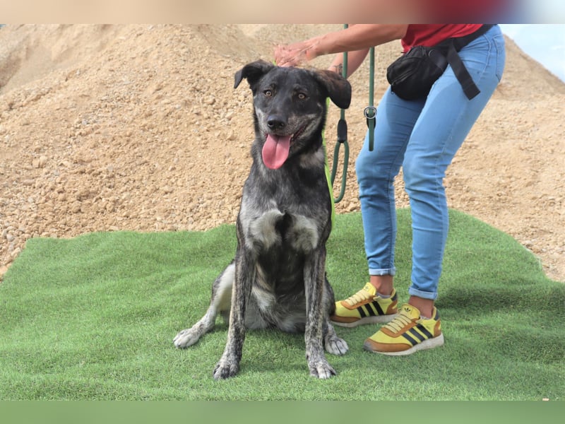 Elfie, Schäferhund-Mix, lieb und verträglich