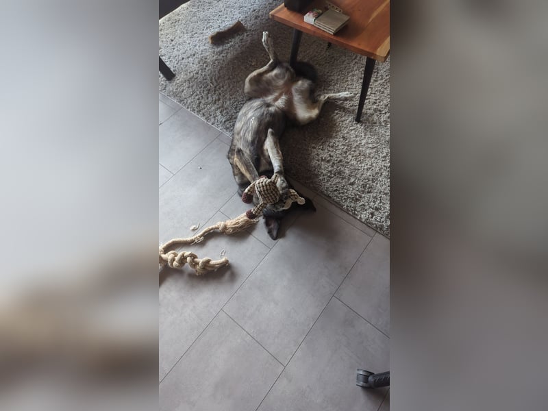 Elfie, Schäferhund-Mix, lieb und verträglich