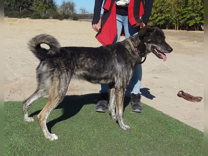 Elfie, Schäferhund-Mix, lieb und verträglich