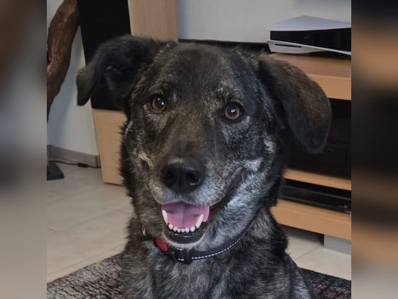 Elfie, Schäferhund-Mix, lieb und verträglich