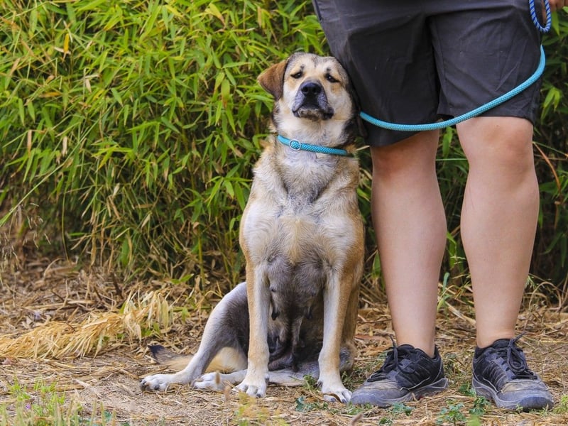 Mya, Mix Schäferhund / Rafeiro Alentejano, lieb und sozial