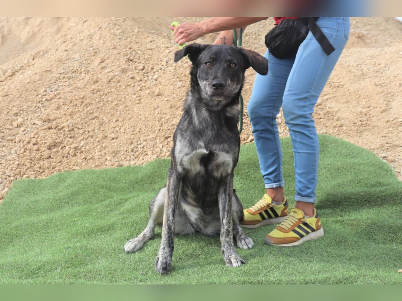 Elfie, Schäferhund-Mix, lieb und verträglich