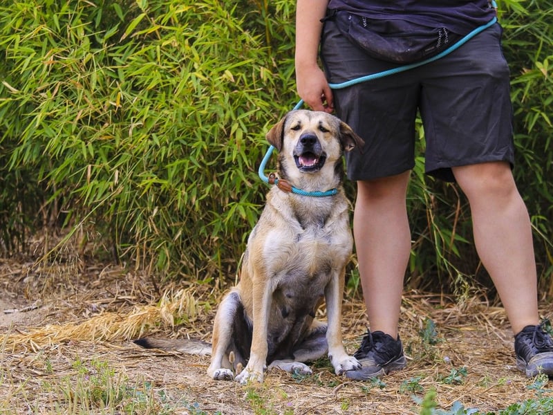 Mya, Mix Schäferhund / Rafeiro Alentejano, lieb und sozial