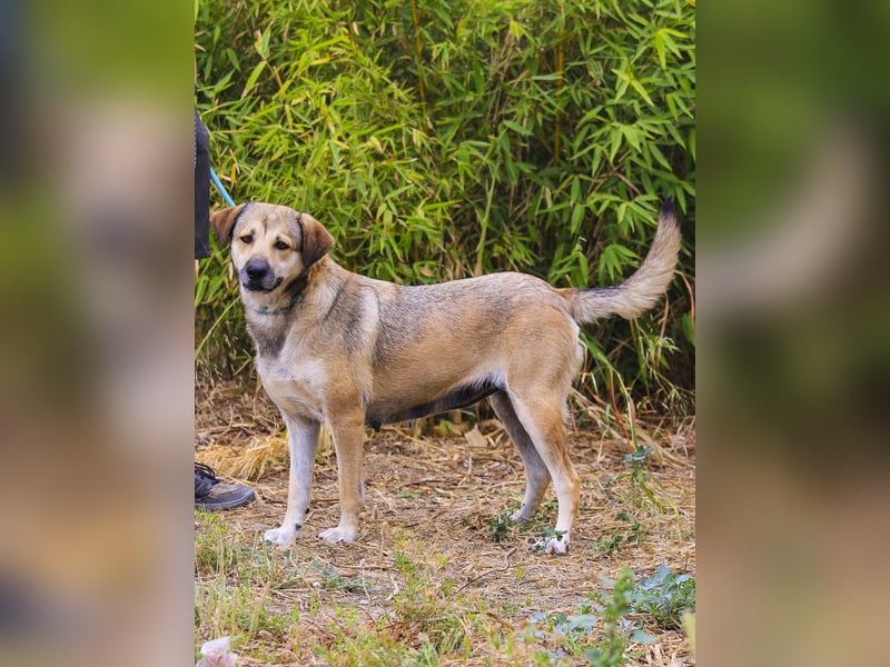 Mya, Mix Schäferhund / Rafeiro Alentejano, lieb und sozial