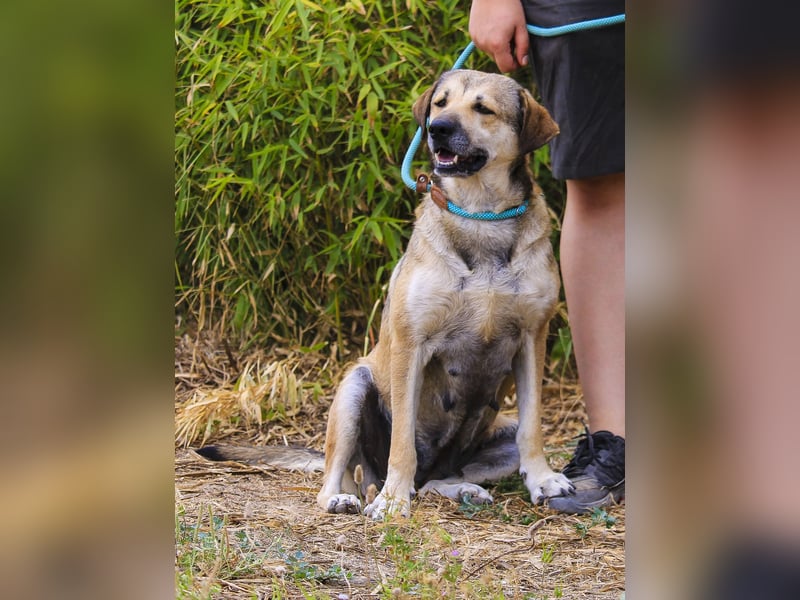 Mya, Mix Schäferhund / Rafeiro Alentejano, lieb und sozial