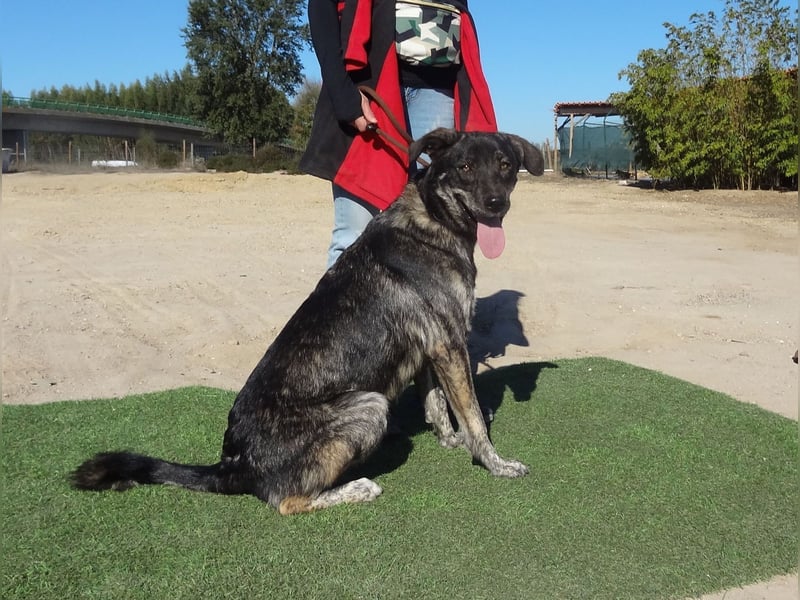Elfie, Schäferhund-Mix, lieb und verträglich