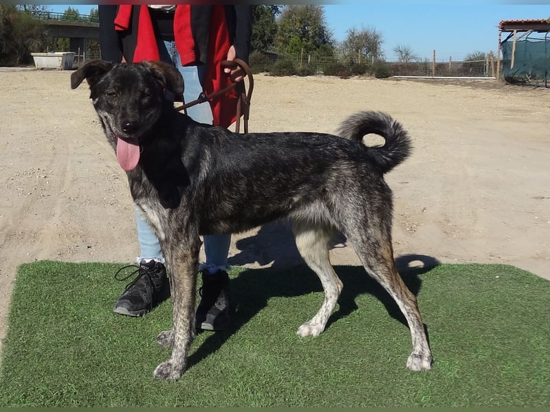 Elfie, Schäferhund-Mix, lieb und verträglich