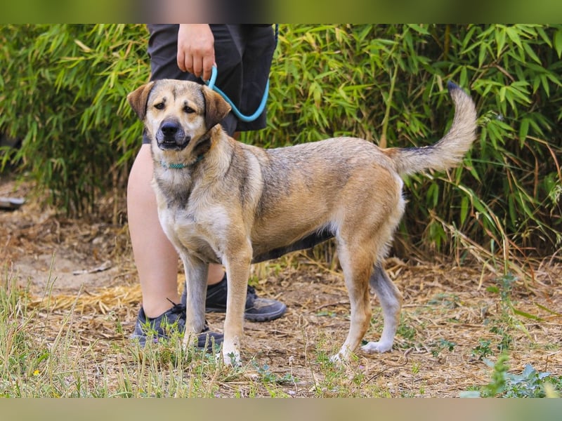 Mya, Mix Schäferhund / Rafeiro Alentejano, lieb und sozial